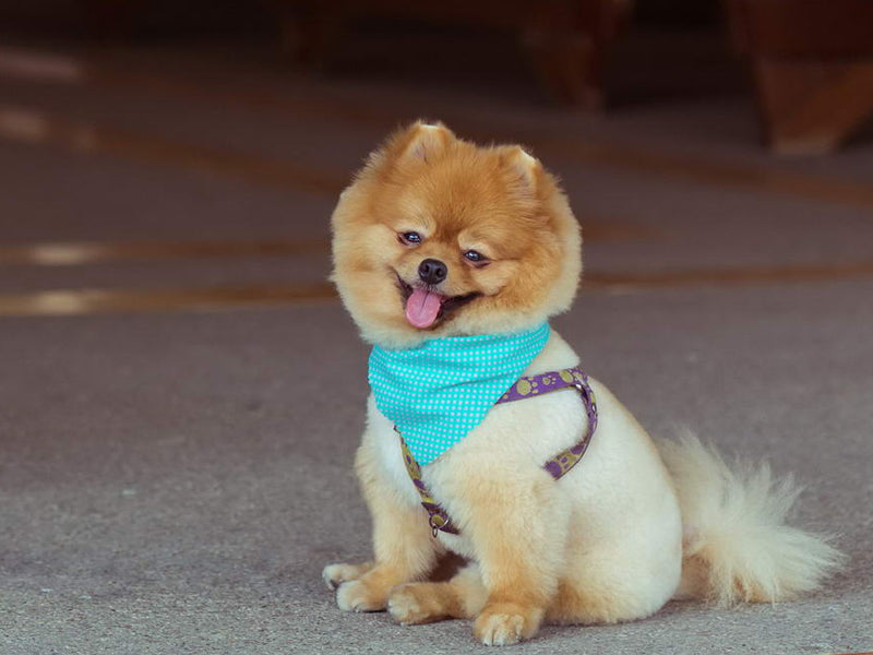 Give The Best Nutritional Hips And Joint Support Supplement To Your Dog